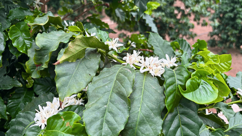 コーヒーの花